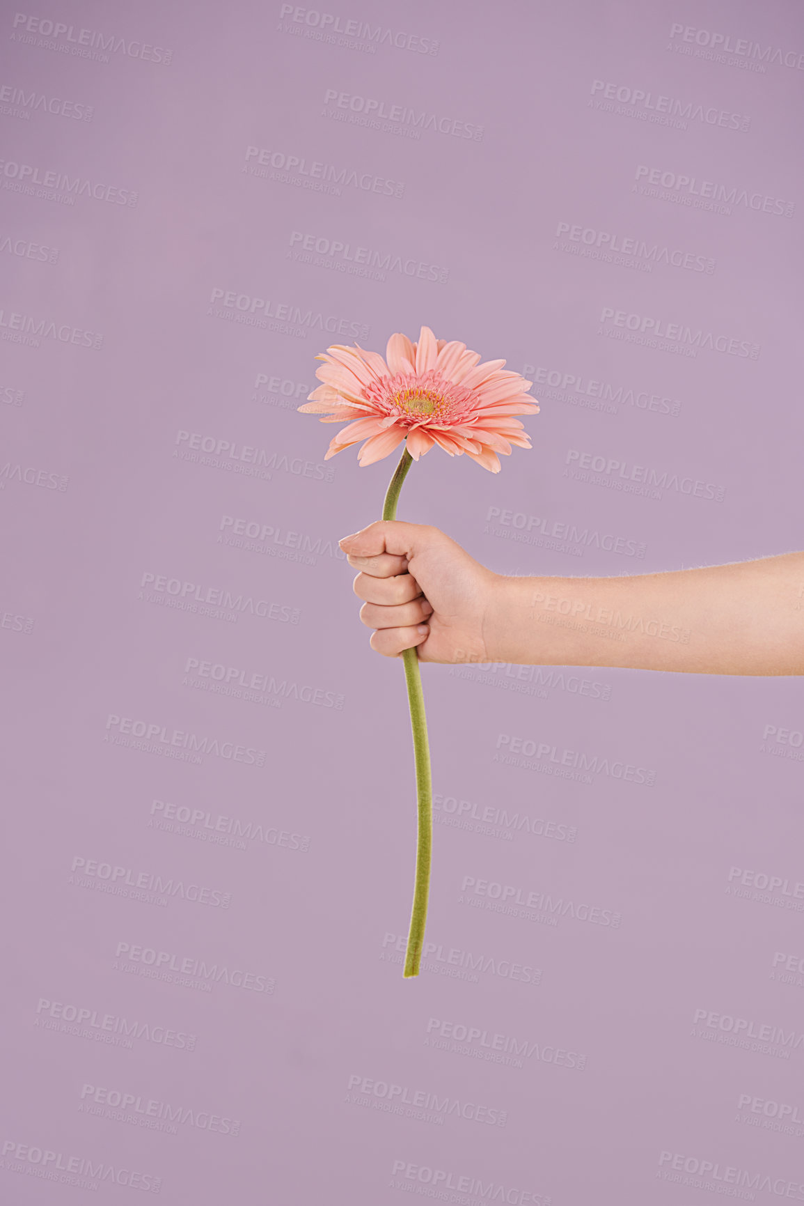 Buy stock photo Studio, flower and hand presenting plant as gift from nature by kindness of child with pastel or floral. Purple background, kid and youth with daisy for care, eco friendly and giving in spring