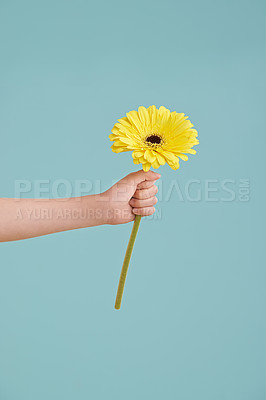 Buy stock photo Hand, sunflower and studio for floral plant on blue background or presenting gift, growth or mockup space. Person, fingers and stem giving for nature kindness or springtime, offering or eco friendly