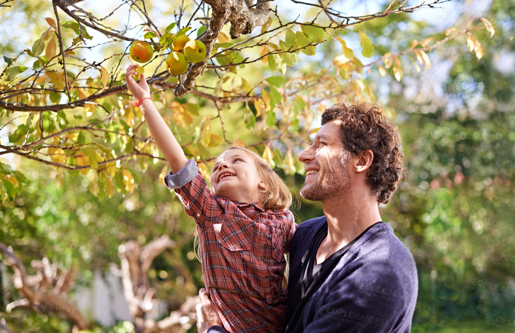 Buy stock photo Picking apple, father or girl kid in garden with fruit and happy outdoor, love or family together in orchard. Man spending quality time with daughter on health farm, nutrition or food trees in nature