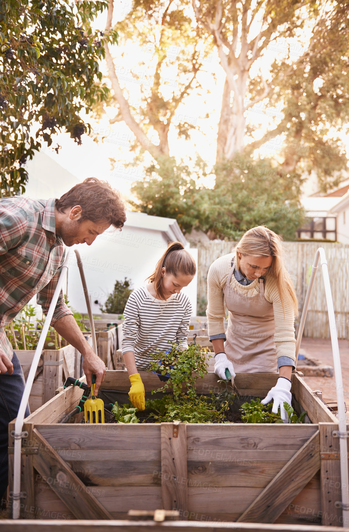 Buy stock photo Shot of a family gardening together in their backyard