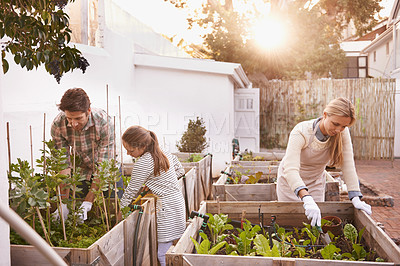 Buy stock photo Family, farming or sustainability with a mother, father and daughter planting crops in the backyard together. Children, agriculture or vegetation with a man, woman and child working on a farm