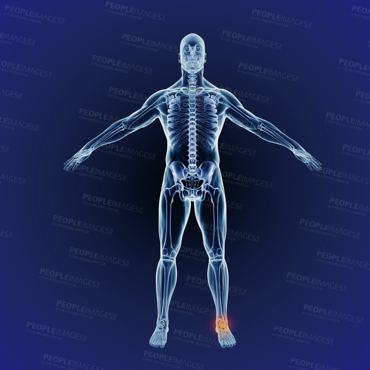 Buy stock photo A full length cgi representation of the human body indicating the skeletal structure