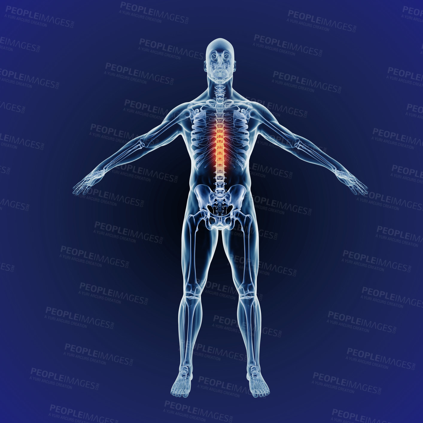 Buy stock photo A full length cgi representation of the human body indicating the skeletal structure