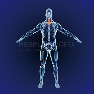 Buy stock photo Neck pain, skeleton and red or graphic for body or xray, exam and analysis in medical overlay. 3D of human anatomy, radiology and illustration of injury or physiotherapy on a dark or blue background