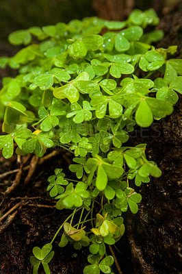 Buy stock photo Cropped shot of a clover plant
