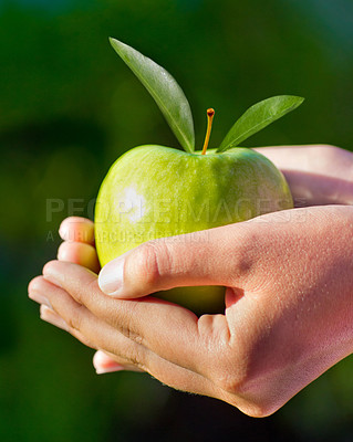 Buy stock photo Apple, green and hands closeup for healthy, nutrition and diet of fresh fruit and agriculture, harvest or farming. Palms, farmer or person cupping produce and vegan, natural and sustainable food