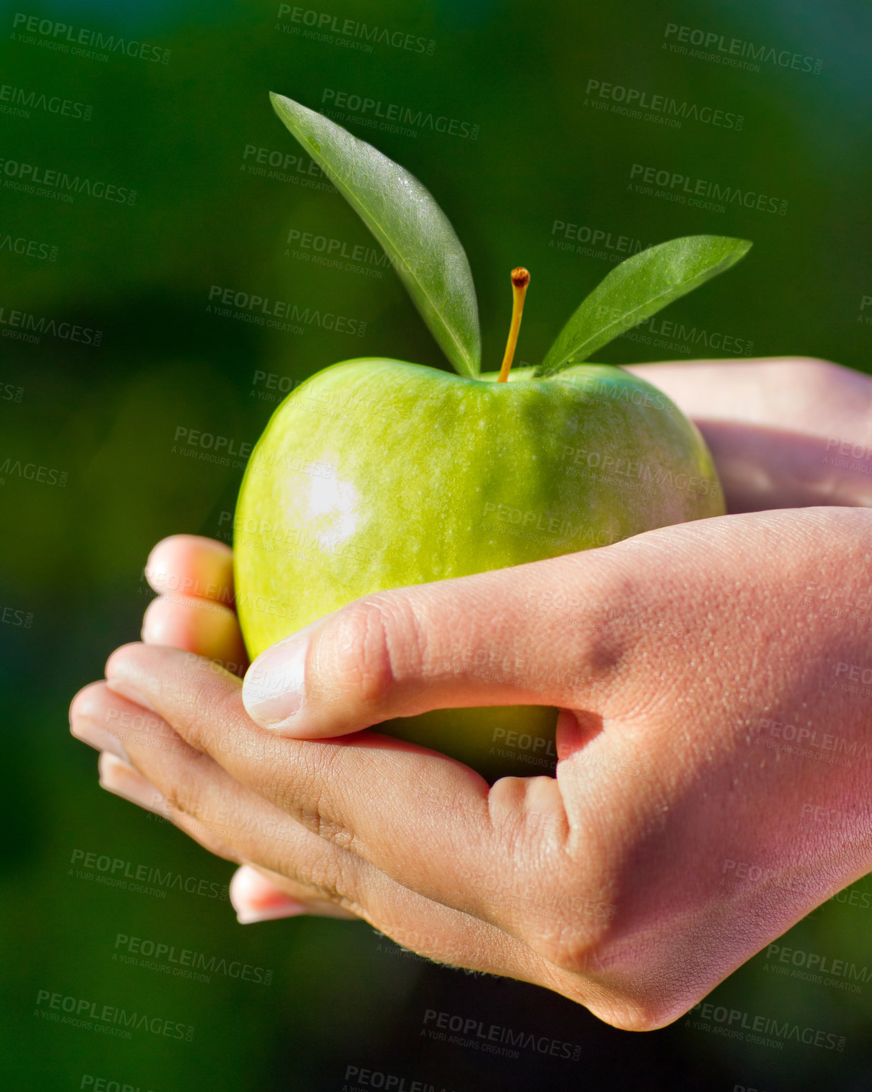 Buy stock photo Apple, green and hands closeup for healthy, nutrition and diet of fresh fruit and agriculture, harvest or farming. Palms, farmer or person cupping produce and vegan, natural and sustainable food