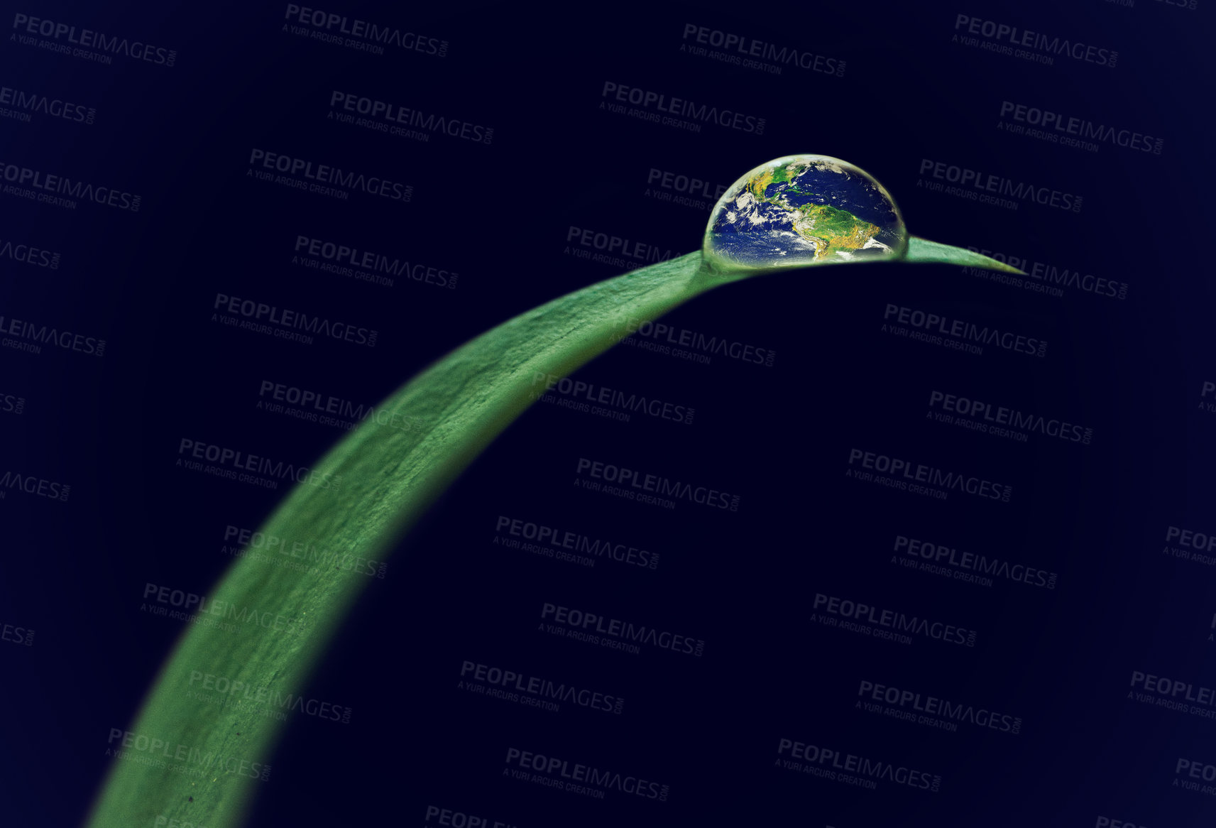 Buy stock photo Water drops, leaf or plant in nature, planet or environment isolated on black background in studio. Earth, droplet or world on morning dew, texture or liquid on blade of grass closeup on mockup space