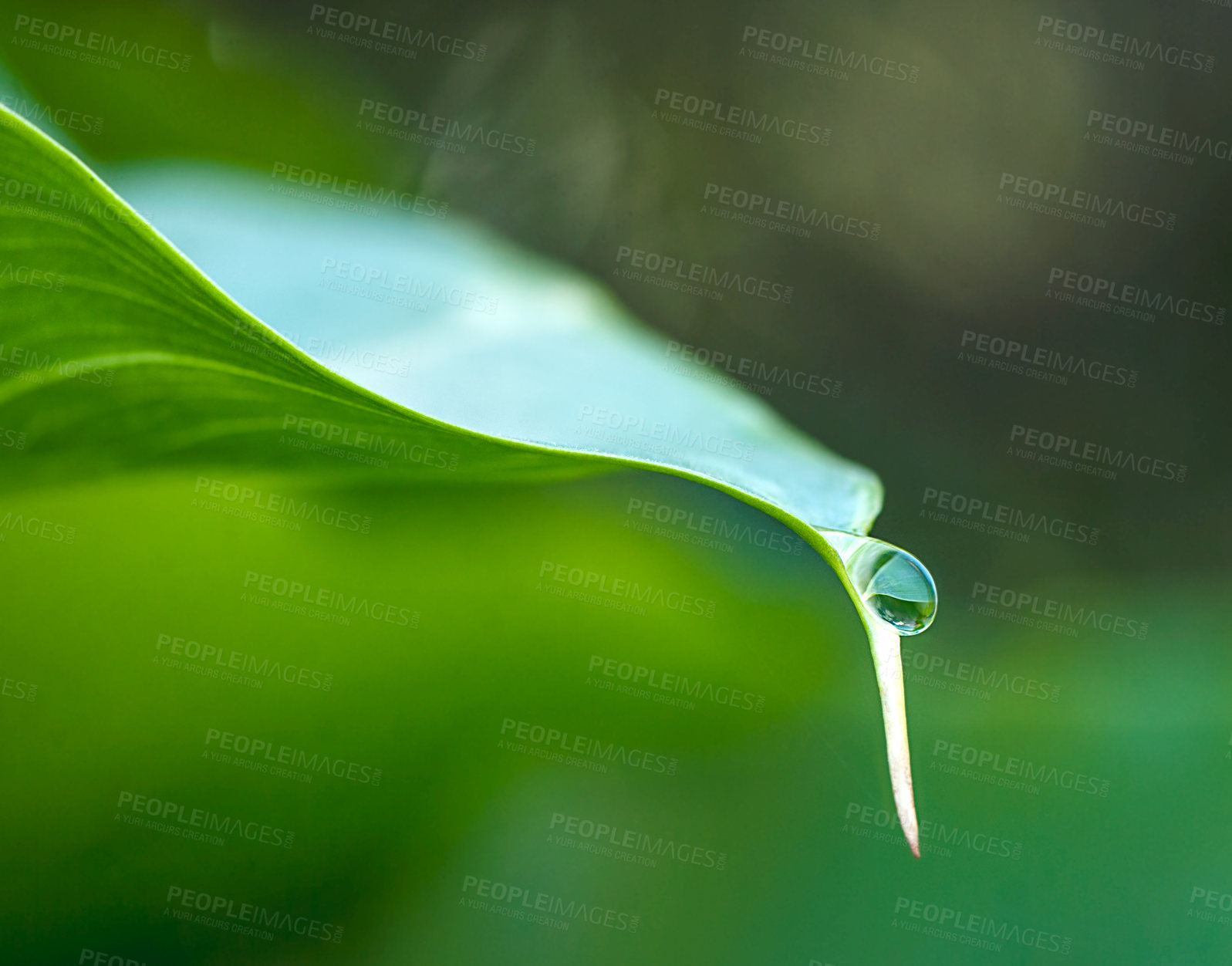 Buy stock photo Closeup shot of a water droplet on a leaf