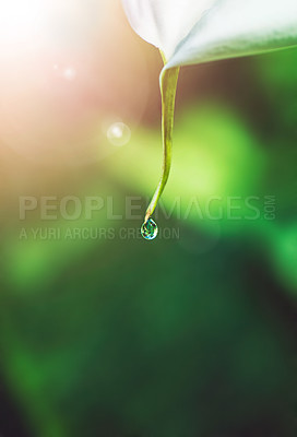 Buy stock photo Water drops, leaf and plant in nature, outdoor or environment on a green background in summer. Condensation, droplet and color with morning dew, abstract texture or raindrop liquid closeup on mockup