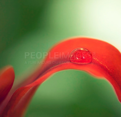 Buy stock photo Water drops, leaf and plant in nature, environment or outdoor on a green background in summer. Flower petal, droplet and color with morning dew, abstract texture or raindrop liquid closeup on mockup