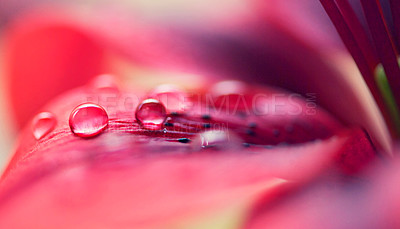 Buy stock photo Water drops, leaf and plant in nature, environment or outdoor on a background in summer. Flower petal, droplet or liquid with morning dew, abstract texture or color closeup on mockup space for growth