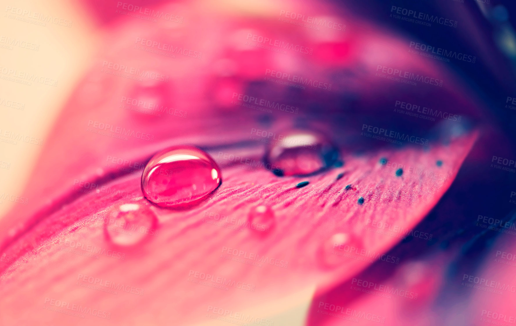 Buy stock photo Closeup shot of water droplets on a leaf