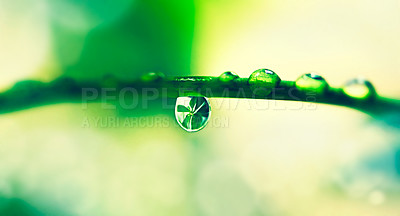 Buy stock photo Water drops, leaf and plant in nature, outdoor or environment on a background in summer. Condensation, droplet or liquid with morning dew, abstract texture or color closeup on mockup space for growth