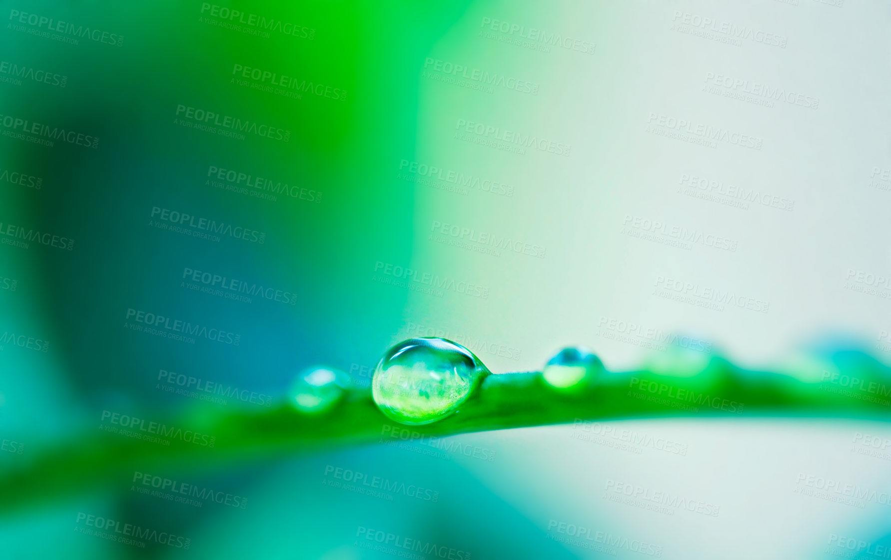 Buy stock photo Closeup shot of water droplets on a leaf