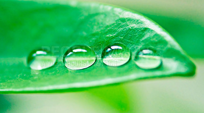 Buy stock photo Water drops, leaves and plant in nature, environment or outdoor on a green background in summer. Condensation, droplet and liquid with morning dew, abstract texture or color closeup on mockup space