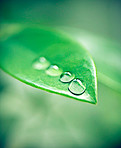 The morning dew settling on the plants