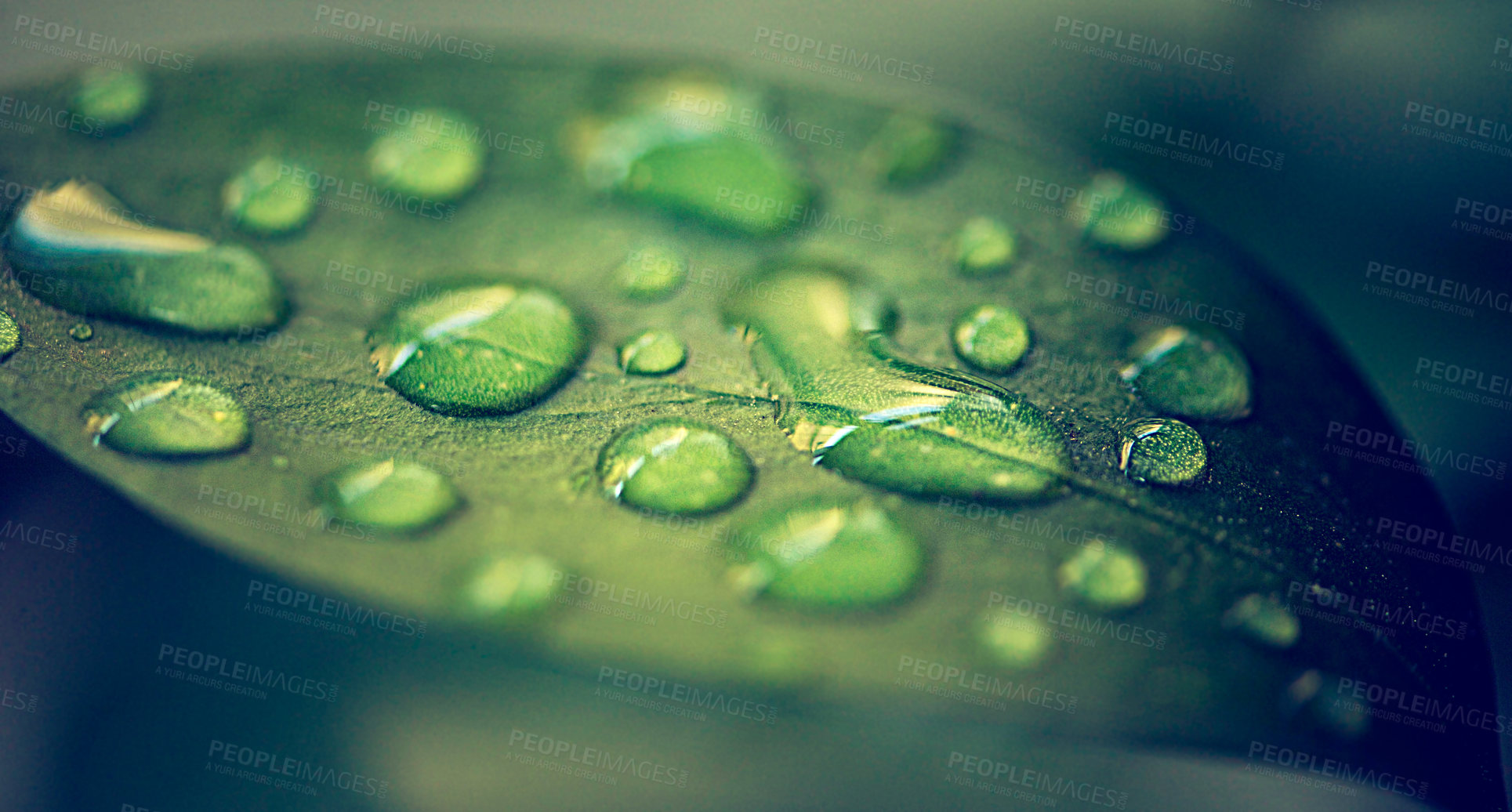 Buy stock photo Closeup shot of water droplets on a leaf
