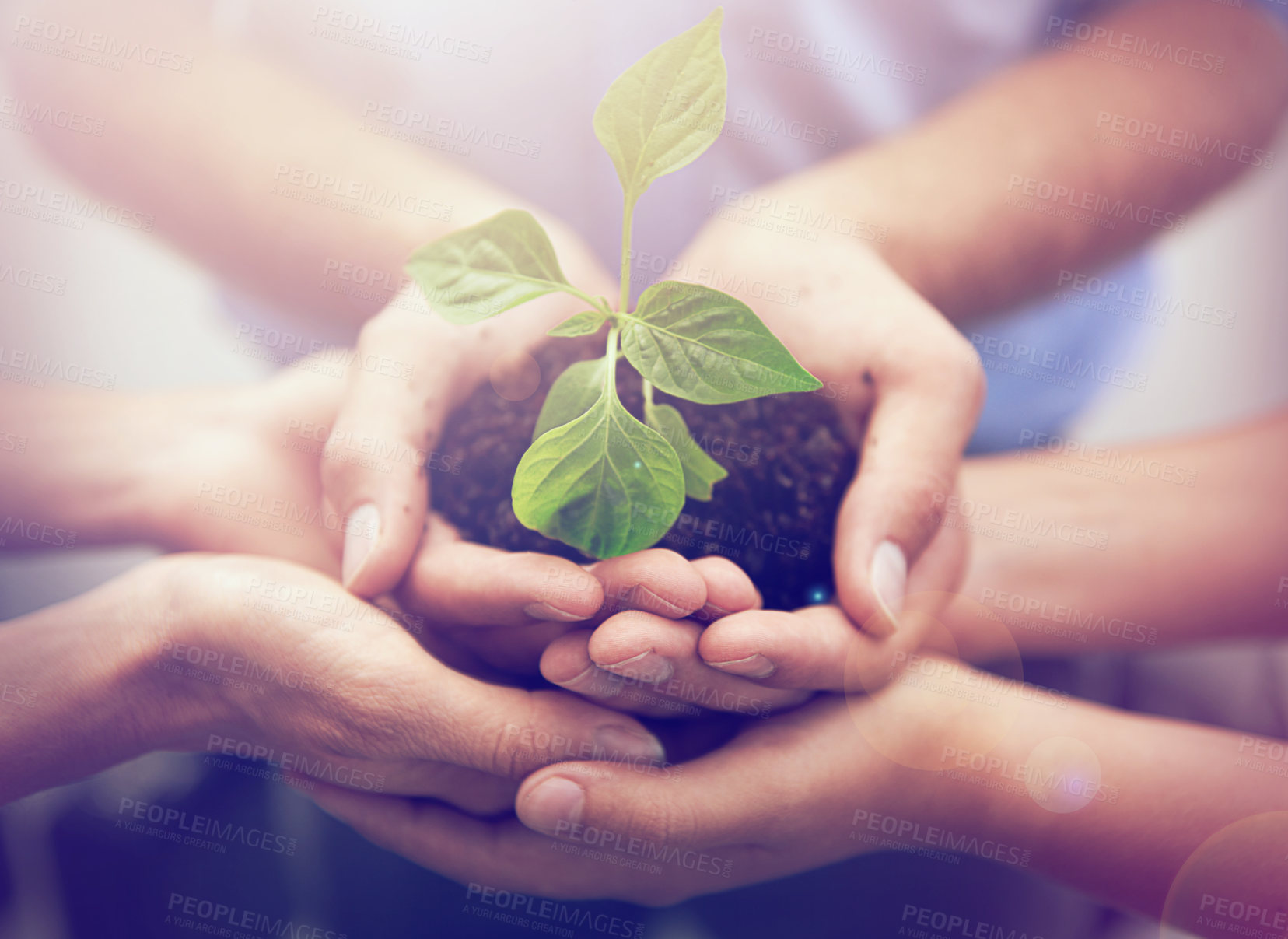 Buy stock photo Hands, group and circle with plant, soil and growth for teamwork, support or solidarity in summer sunshine. People, team building and young seedling for icon of development, synergy or sustainability