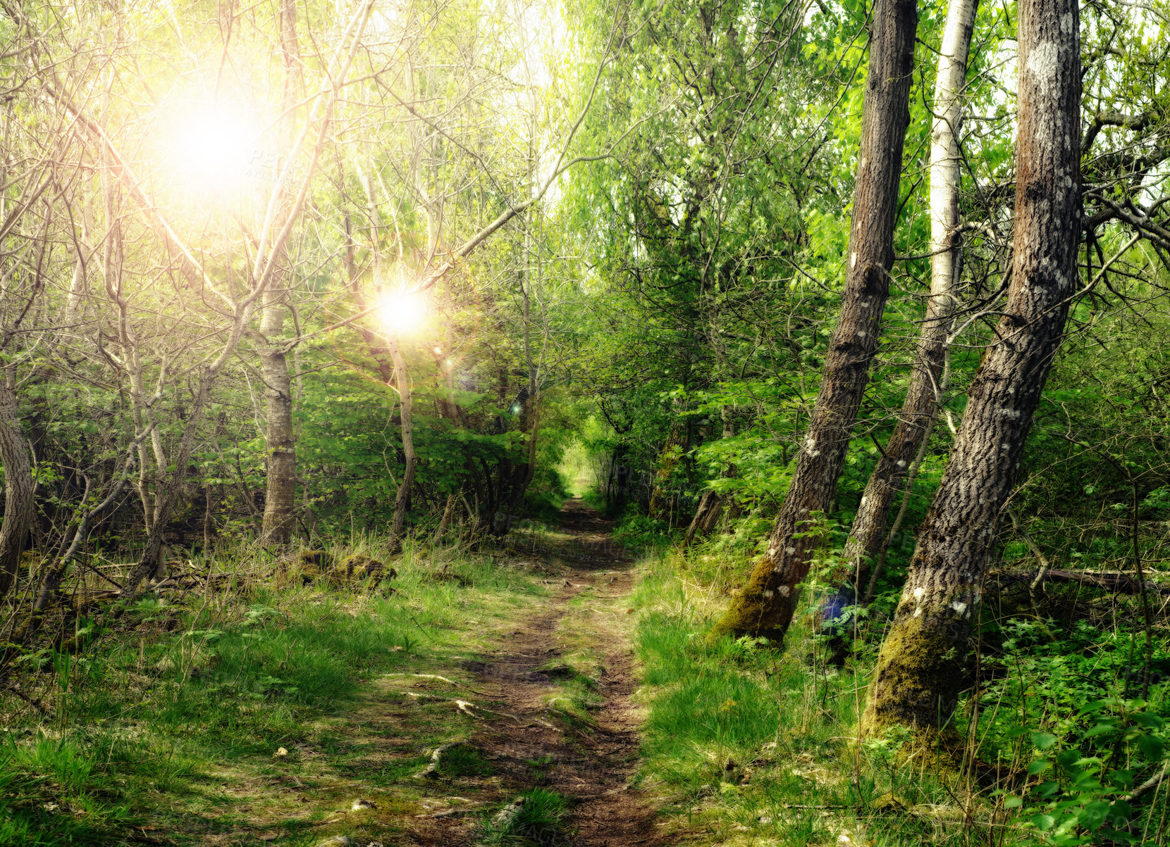 Buy stock photo Nature, sun and path in forest with trees, peace and calm for wellness, mindfulness and light. Countryside, woods and green landscape with road for hiking, trekking or walking in natural environment.