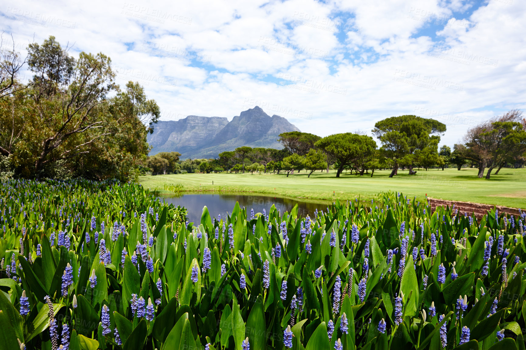 Buy stock photo Garden, landscape and outdoor on grass at golf course in summer for holiday or vacation. Calm, morning and lawn with turf for sport in woods, forest or nature of park with flowers, plants and field