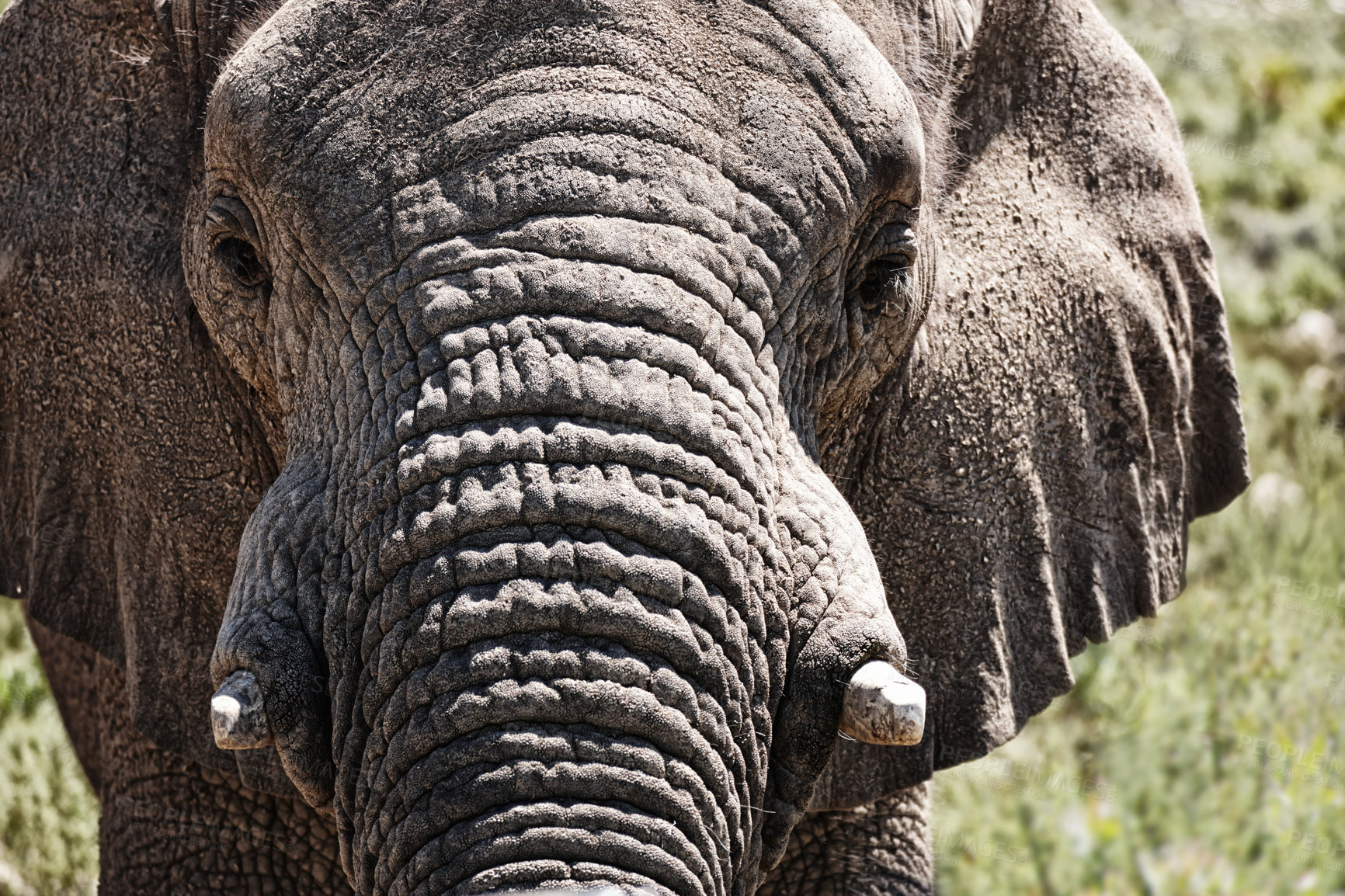 Buy stock photo Elephant, closeup and tusk of animal in nature with sustainable safari travel or conservation of environment. Natural, Ivory and ecology protection in Africa with eco friendly experience at sanctuary