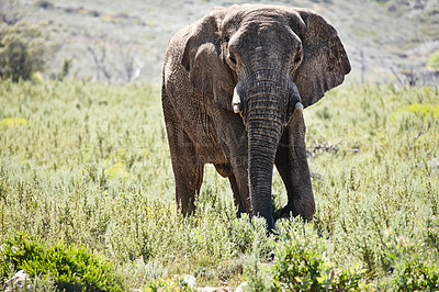 Buy stock photo Full length shot of a beautiful elephant standing in the grasslands 