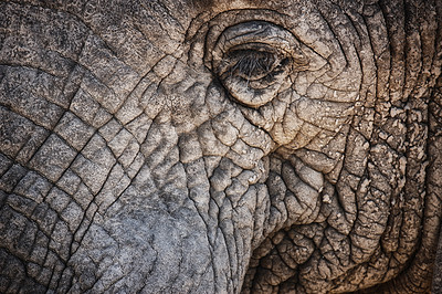 Buy stock photo Elephant, closeup and eye of animal in nature with sustainable safari travel or conservation of environment. Natural, sanctuary and protection of ecology in Africa with eco friendly experience