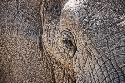 Buy stock photo Elephant, eye and closeup of animal in nature with sustainable safari travel or conservation of environment. Natural, sanctuary and ecology protection in Africa with eco friendly experience and care