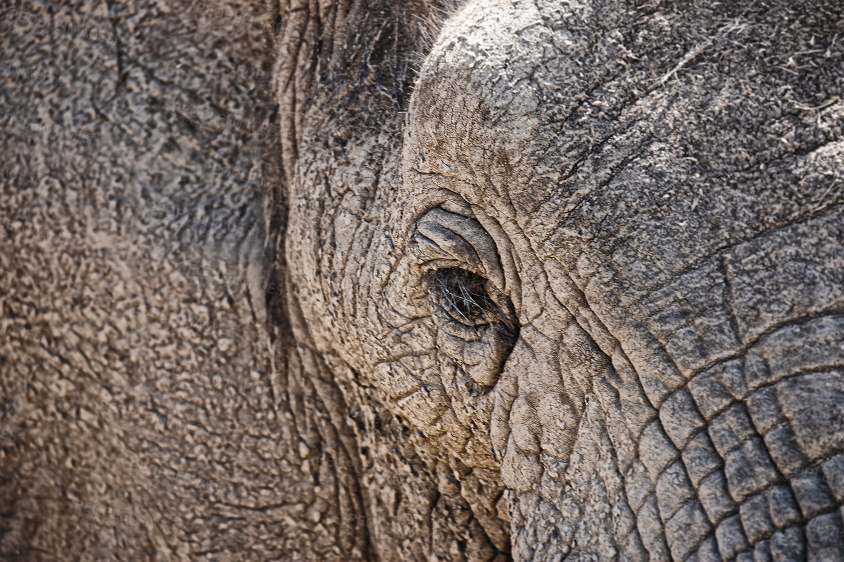 Buy stock photo Elephant, eye and closeup of animal in nature with sustainable safari travel or conservation of environment. Natural, sanctuary and ecology protection in Africa with eco friendly experience and care