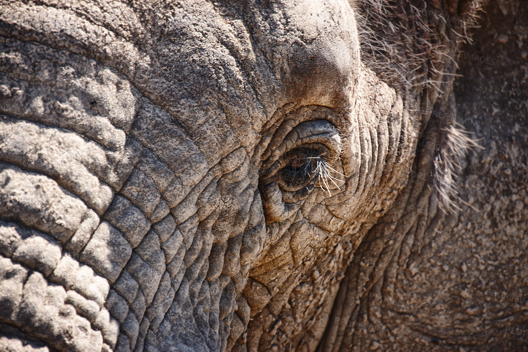 Buy stock photo Animal, eye and closeup of elephant in nature with sustainable safari travel or conservation of environment. Natural, sanctuary and protection of ecology in Africa with eco friendly summer experience