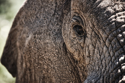 Buy stock photo Animal, eye and closeup of elephant in nature with sustainable safari travel or conservation of environment. Natural, sanctuary and protection of ecology in Africa with eco friendly summer experience