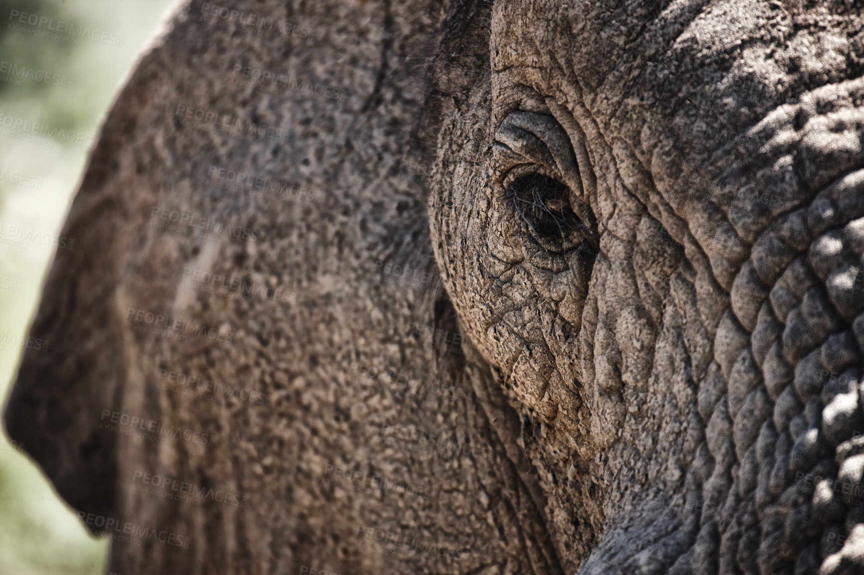 Buy stock photo Animal, eye and closeup of elephant in nature with sustainable safari travel or conservation of environment. Natural, sanctuary and protection of ecology in Africa with eco friendly summer experience