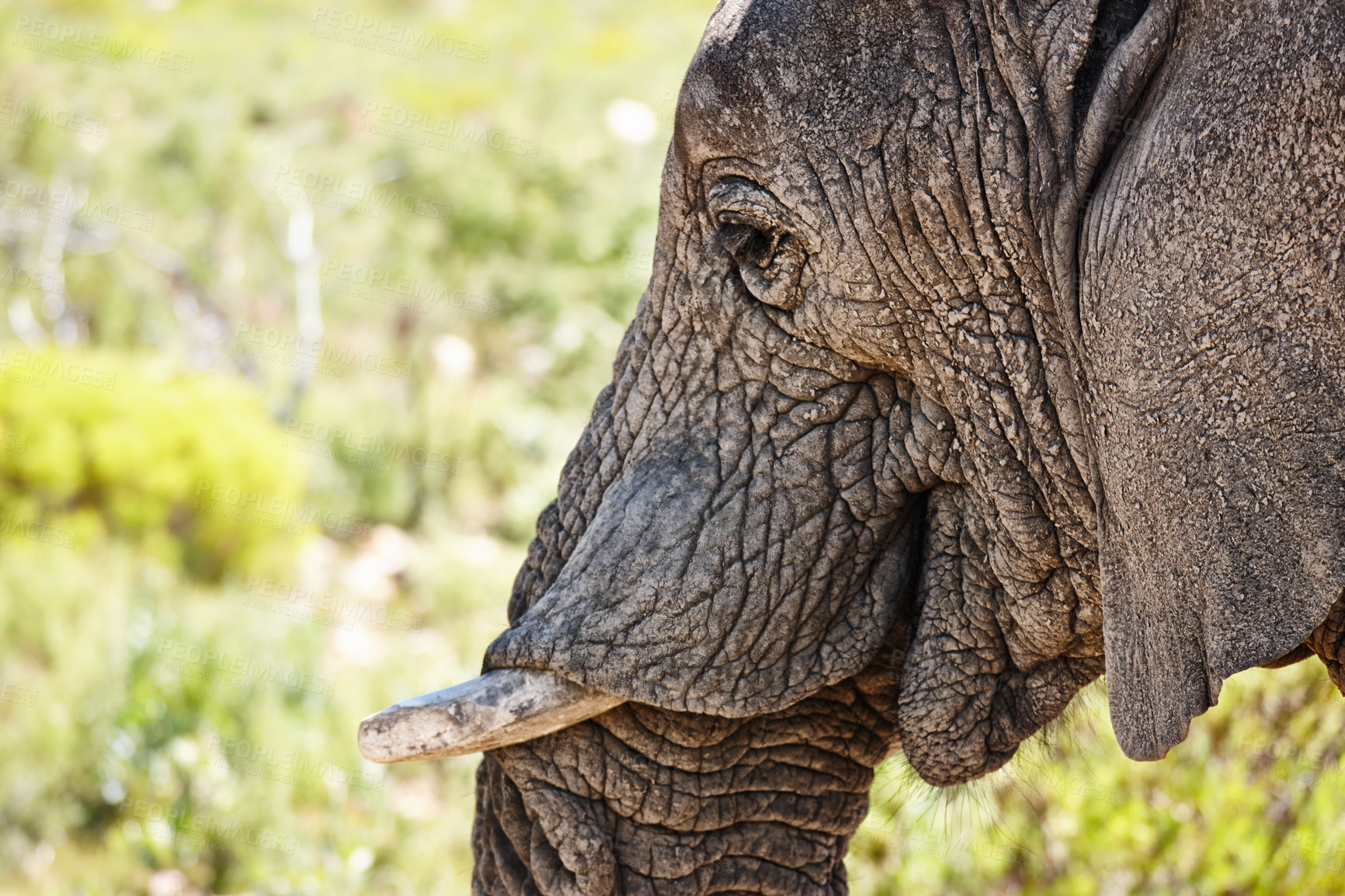 Buy stock photo Elephant, tusk and closeup of animal in nature with sustainable safari travel or conservation of environment. Natural, Ivory and ecology protection in Africa with eco friendly experience or sanctuary