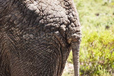 Buy stock photo Rump, elephant and closeup for animal, wildlife and wilderness for safari and tourism in nature on field. Ecology, ecosystem and grass for tourist, environment or habitat for conservation in Africa 