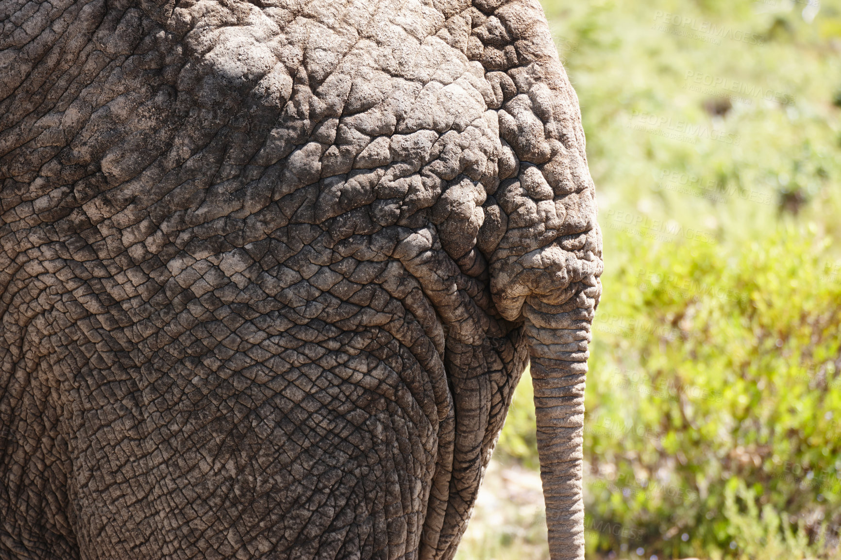 Buy stock photo Rump, elephant and closeup for animal, wildlife and wilderness for safari and tourism in nature on field. Ecology, ecosystem and grass for tourist, environment or habitat for conservation in Africa 