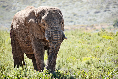 Buy stock photo Elephant, animal and wildlife in nature for wilderness, safari and tourism on field for conservation. Ecology, ecosystem and grass for tourist, environment or habitat in summer for travel in Africa 