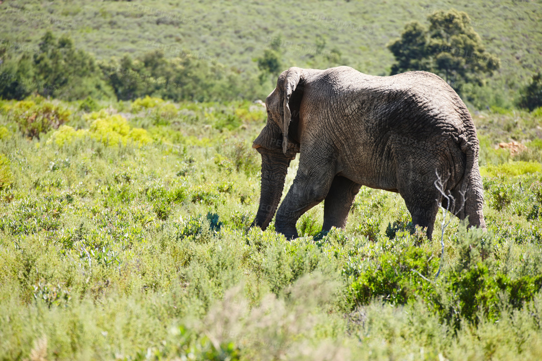 Buy stock photo Elephant, animal and safari for travel, wildlife conservation and holiday location for tourism. Nature reserve, tourism destination and mammal in natural habitat or environment in African wild