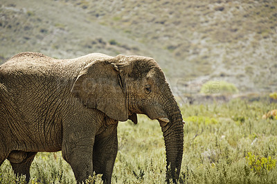 Buy stock photo Elephant, animal in environment and safari for travel, wildlife conservation and holiday location for tourism. Nature reserve, tourist destination and mammal in natural habitat in the African wild