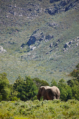 Buy stock photo Safari, wildlife and elephant or animal in habitat, environment and holiday location for tourism with green plants. Ecology, ecosystem and grassland or nature reserve for species, mountain and trees