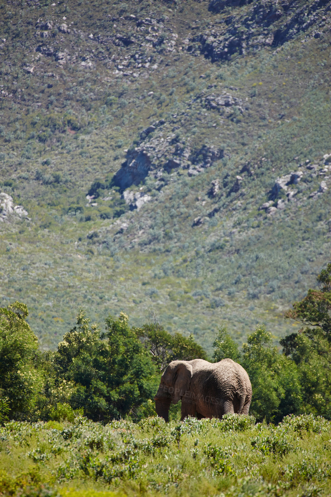 Buy stock photo Safari, wildlife and elephant or animal in habitat, environment and holiday location for tourism with green plants. Ecology, ecosystem and grassland or nature reserve for species, mountain and trees