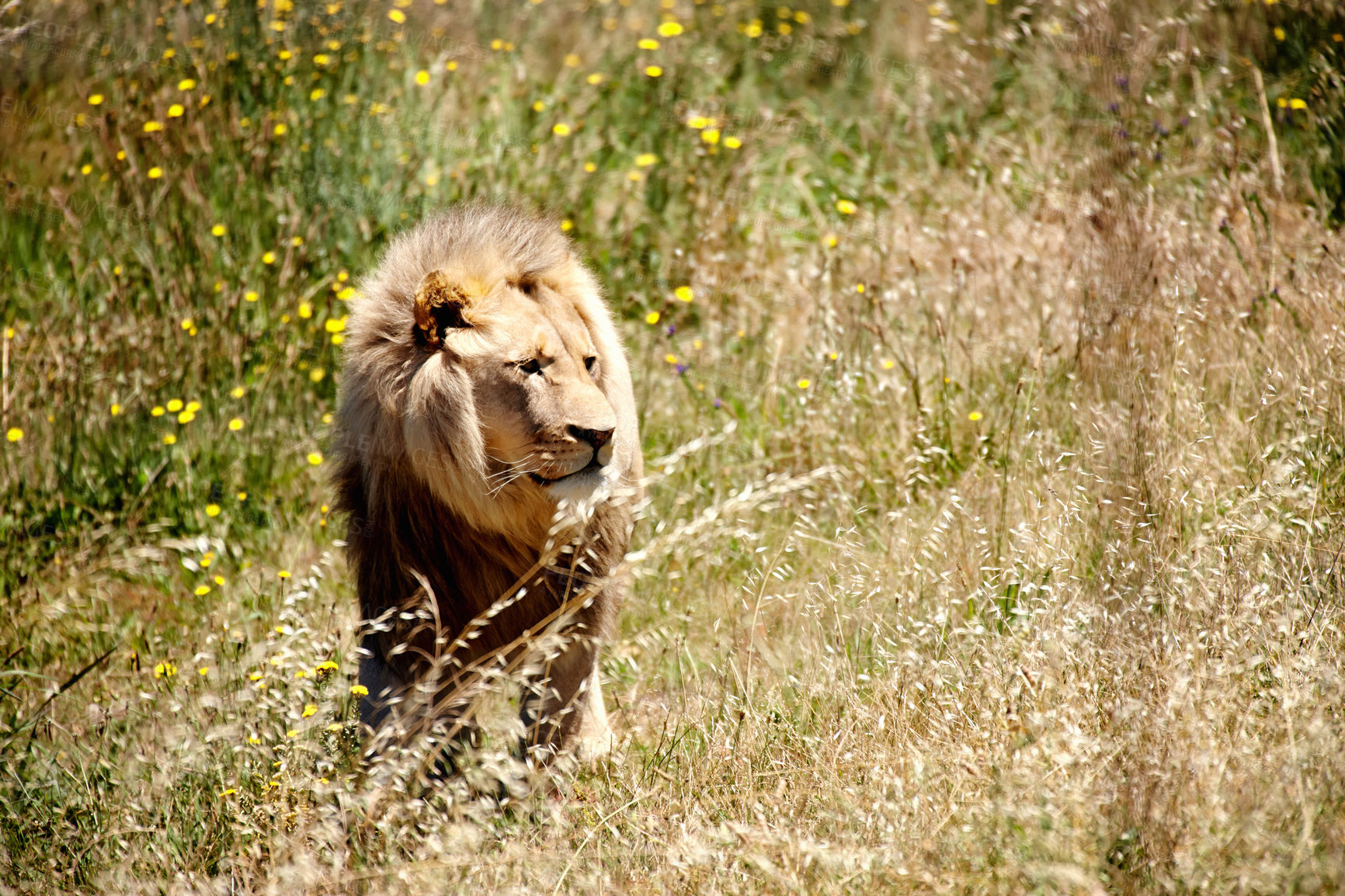 Buy stock photo Shot of a majestic lion prowling though the grasslands 