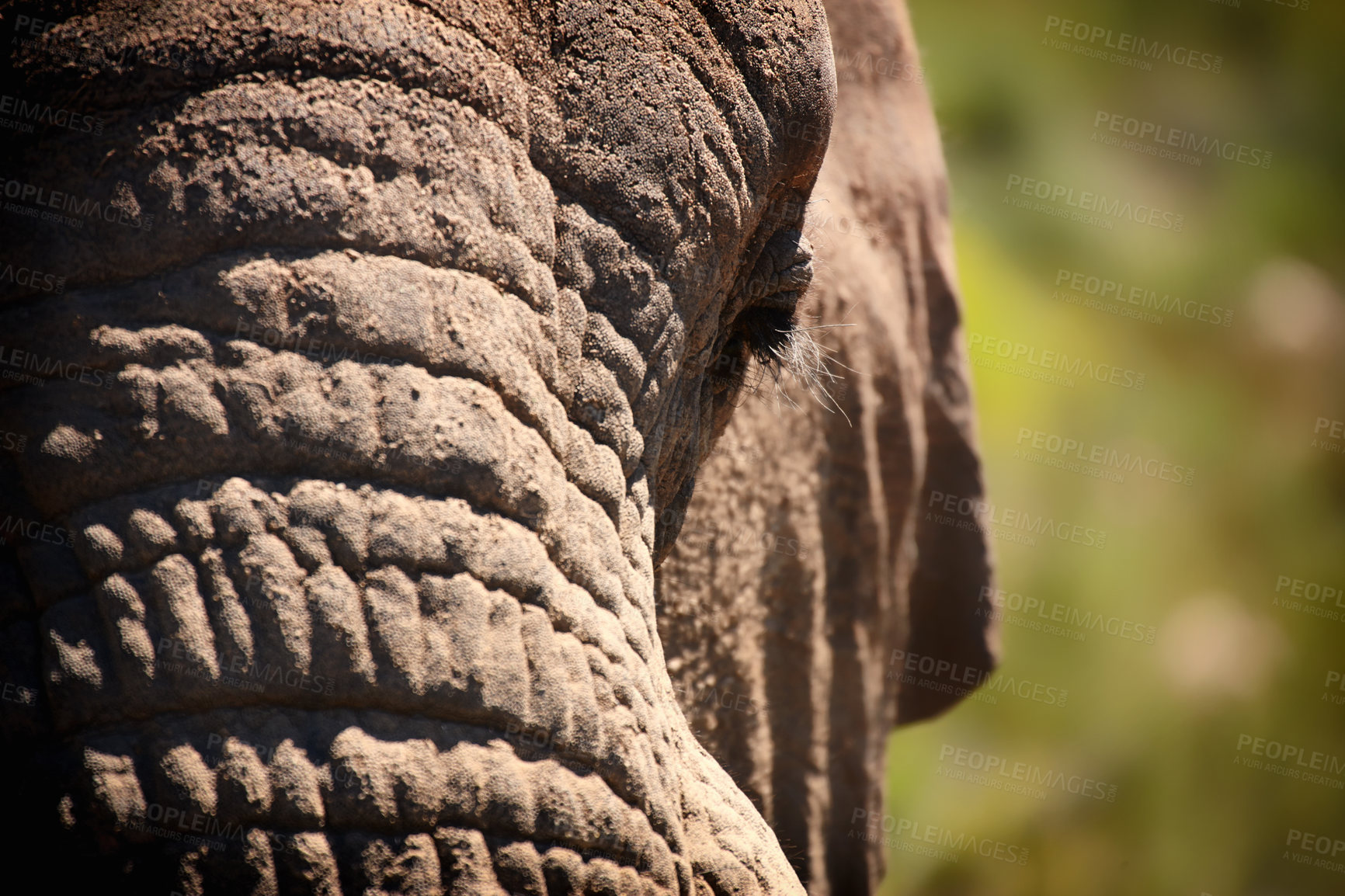 Buy stock photo Elephant, eye and closeup of animal in nature with sustainable safari travel or conservation of environment. Natural, sanctuary and protection of ecology in Africa with eco friendly experience