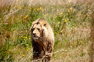 Buy stock photo Lion, animal and wild cat in forest, park and nature by grass for camouflage in South Africa. Safari, travel and predator in pasture for disguise in environment, sunshine and wildlife location