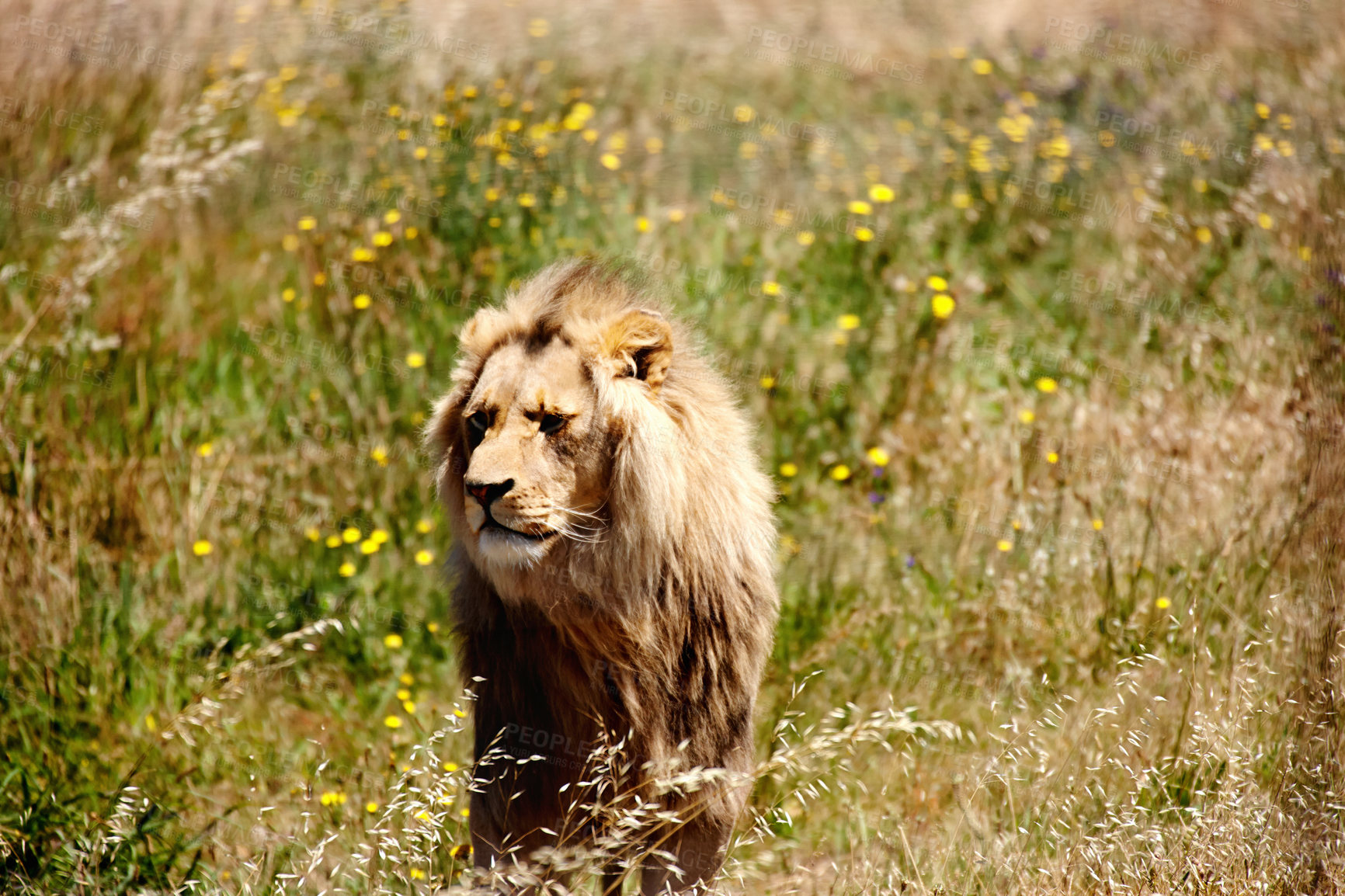 Buy stock photo Lion, animal and wild cat in forest, park and nature by grass for camouflage in South Africa. Safari, travel and predator in pasture for disguise in environment, sunshine and wildlife location