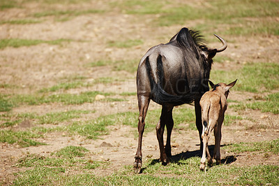 Buy stock photo Mother wildebeest and baby on safari and walking for water, Africa and nature or beauty. Antelope, traveling or calm with child for learning and development, survival skills or teaching or game