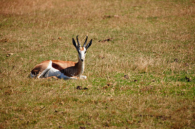 Buy stock photo Shot of a antelope relaxing in the grass under the sun 