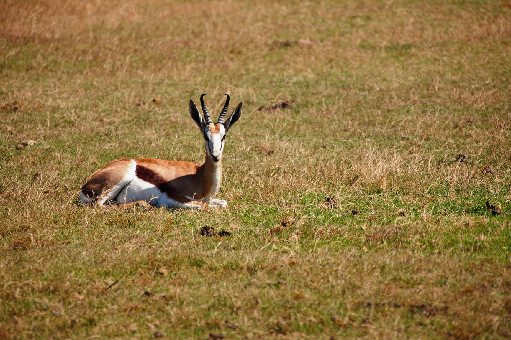 Buy stock photo Shot of a antelope relaxing in the grass under the sun 