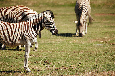 Buy stock photo Zebra, animal in environment and safari for travel, wildlife conservation and holiday location for tourism. Nature reserve, tourist destination and mammal in natural habitat in the African wild