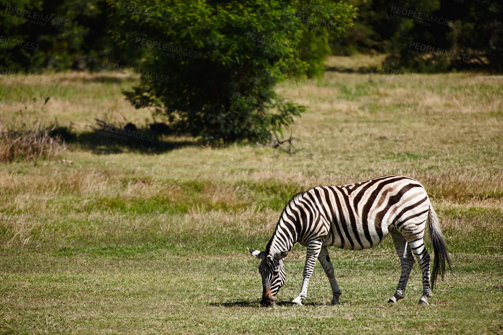 Buy stock photo Shot of a beautiful zebra grazing alone in the field